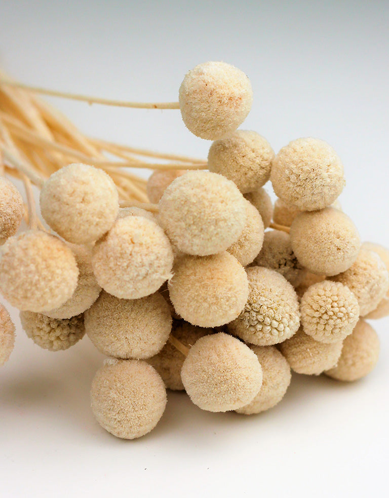 Craspedia flowers UK