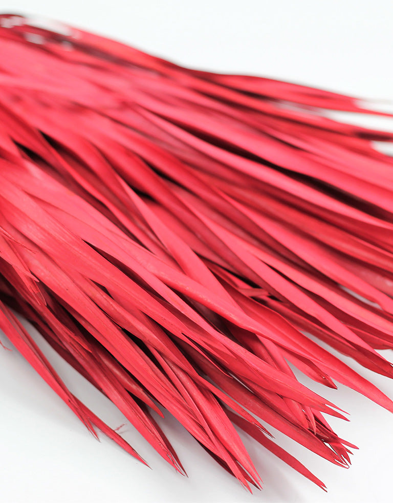Chamaerops Red Bunch