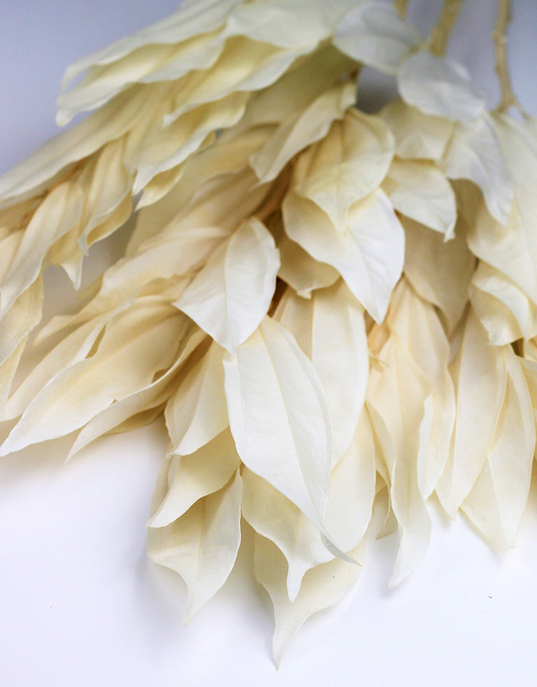 PPreserved Cocculus Leaves Bleached Bunch