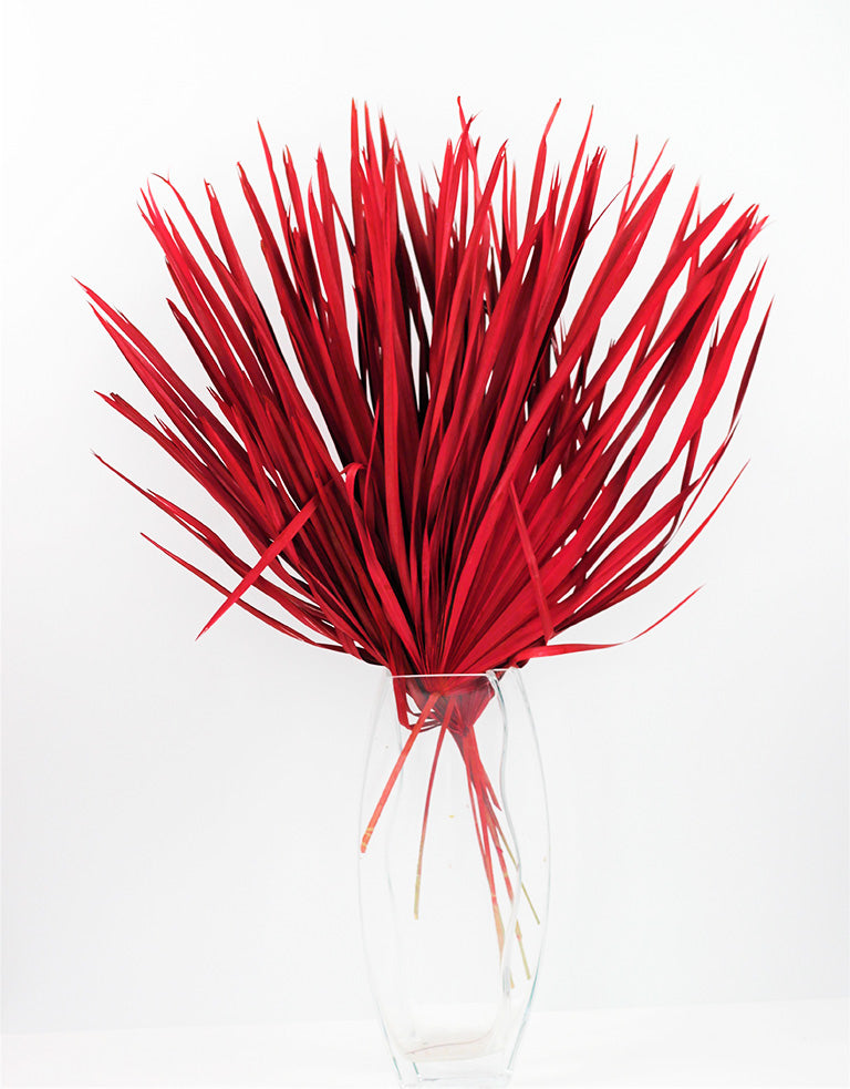 Dried Chamaerops Red Bunch
