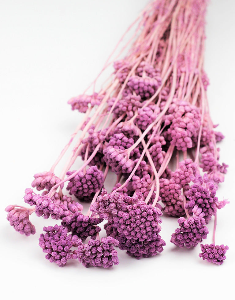 Dried Lonas Lilac Bunch