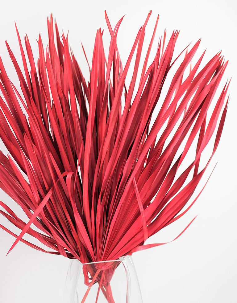 Red Chamaerops Palm