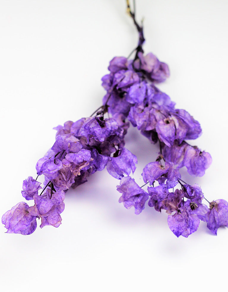 Purple Bougainvillea