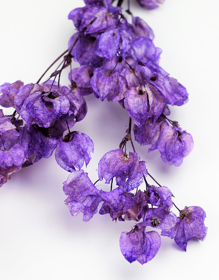 Lilac Bougainvillea Bunch