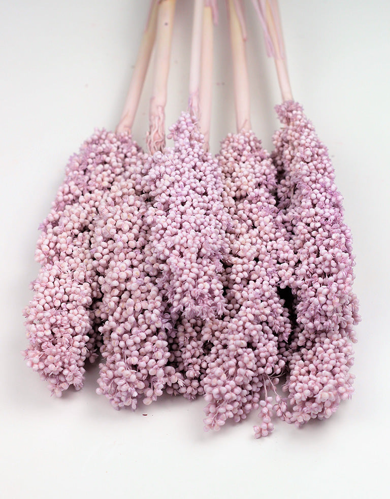 Lilac Dried Sorghum