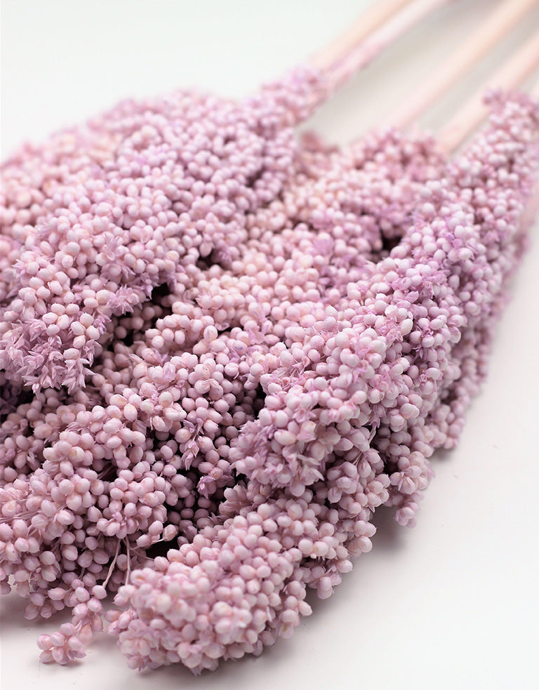 Dried Sorghum