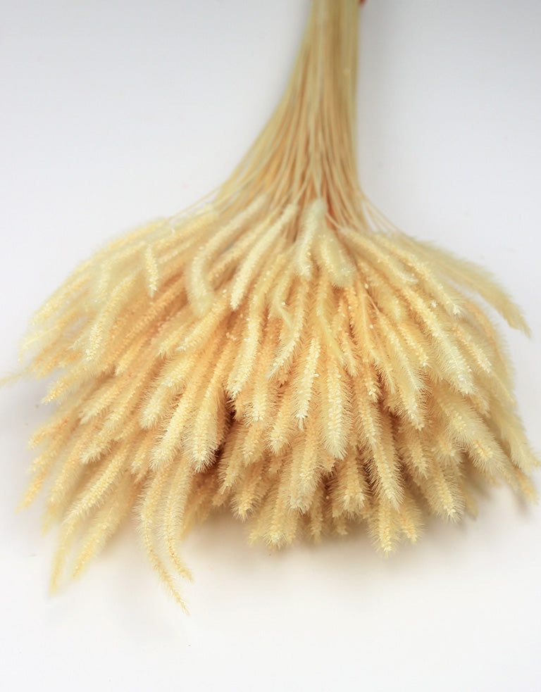 Dried Soft Silk Worm, Bleached Bunch