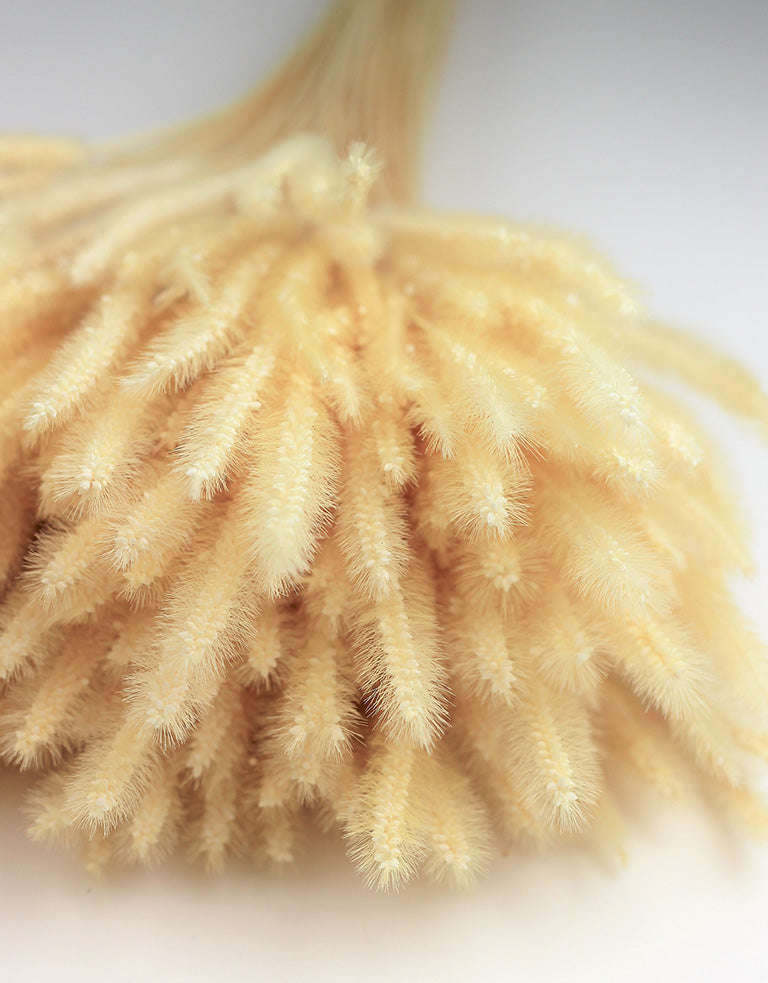 Dried Soft Silk Worm bunch