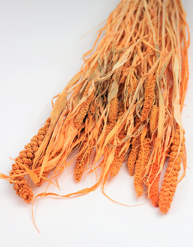 Orange millet bunch