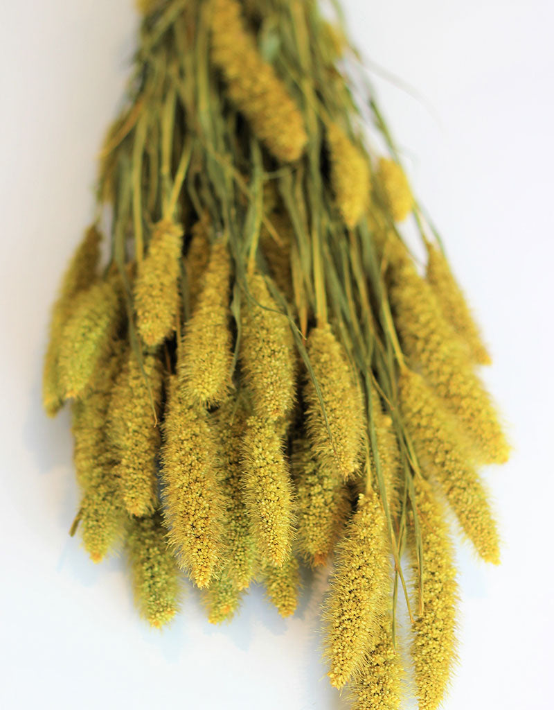 Dried Setaria - Mustard Bunch, 70 cm