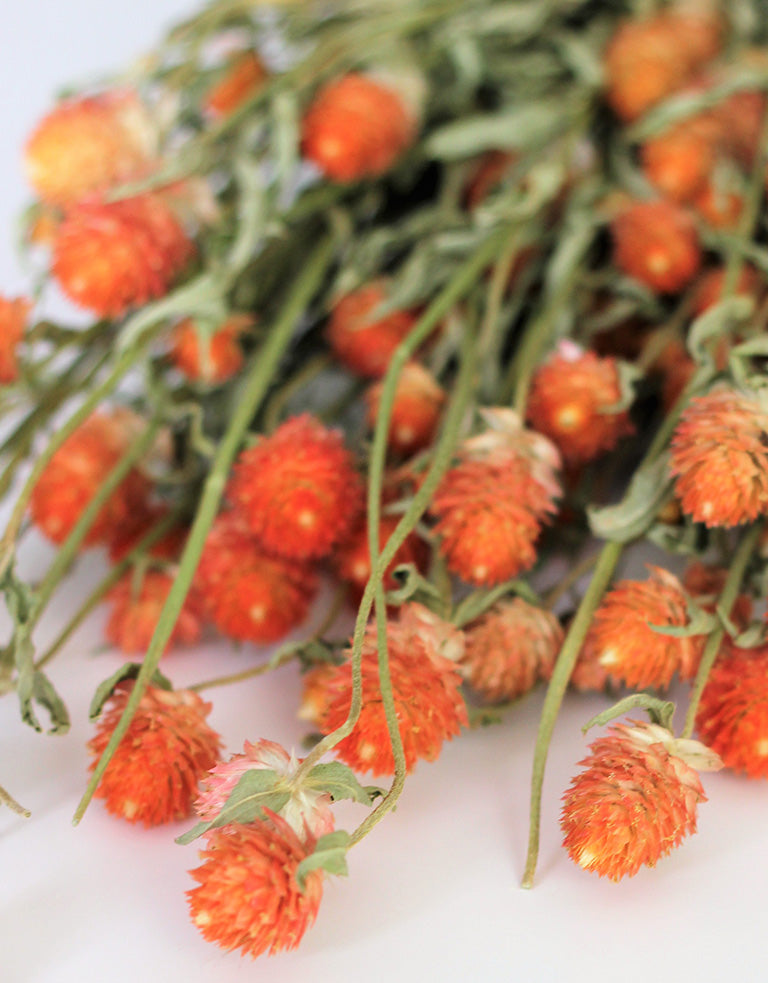 Dried Gomphrena UK