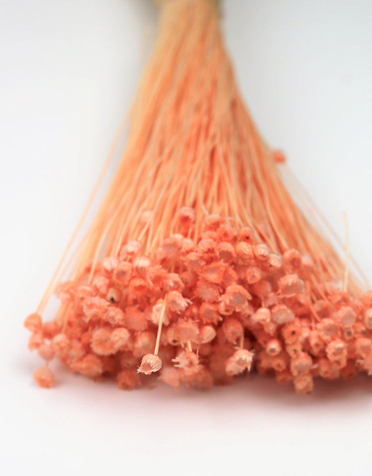 Preserved Jazilda - Salmon Bunch, 50 cm