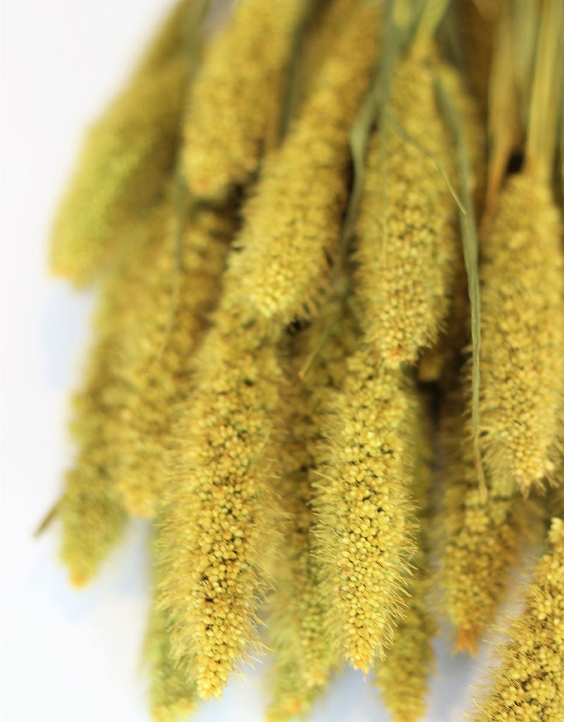 Dried Setaria - Mustard Bunch, 70 cm