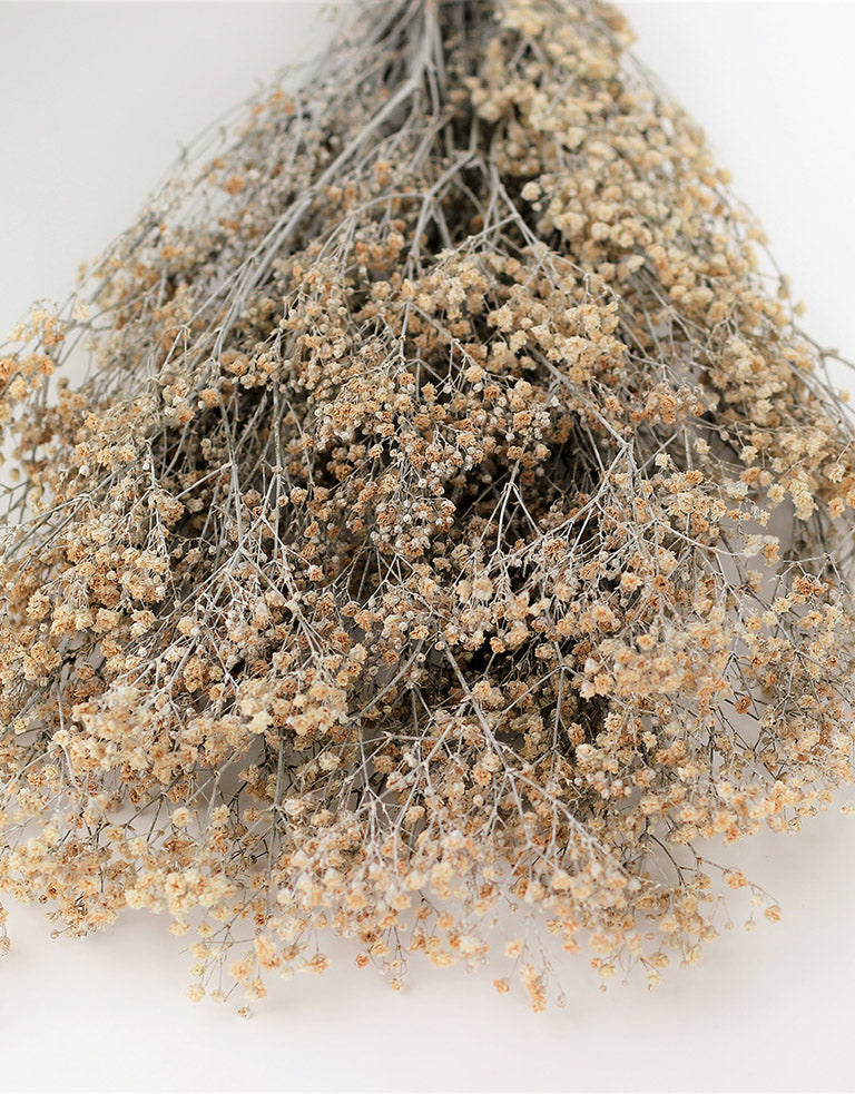 Preserved Gypsophila