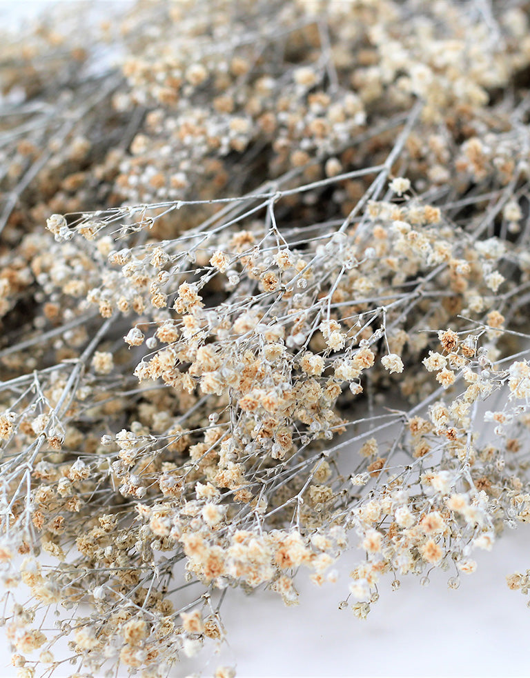 Preserved Gypsophila UK