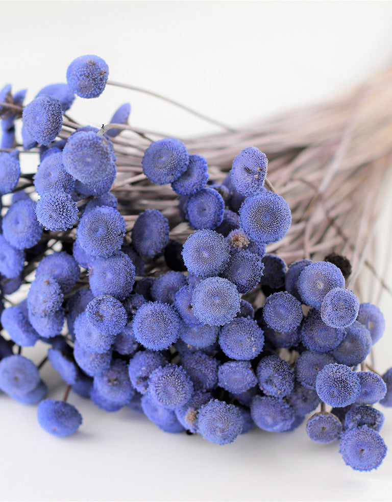 Dried Batao stems