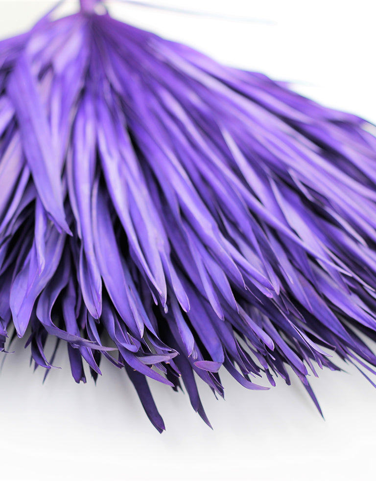 Dried Chamaerops Palm Leaves