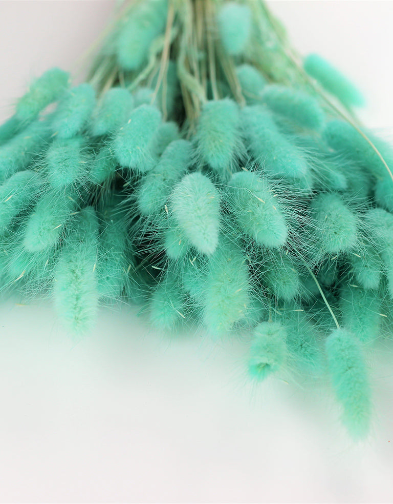 Lagurus Grass
