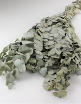 Bulk  Eucalyptus UK