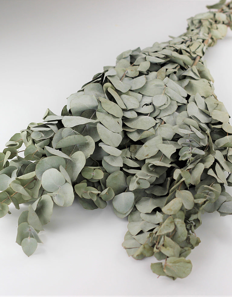 Bulk Eucalyptus UK