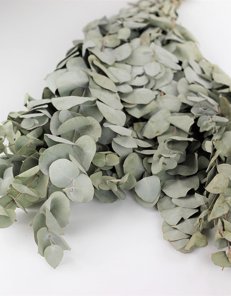 Dried Eucalyptus UK