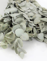 Dried Eucalyptus stems