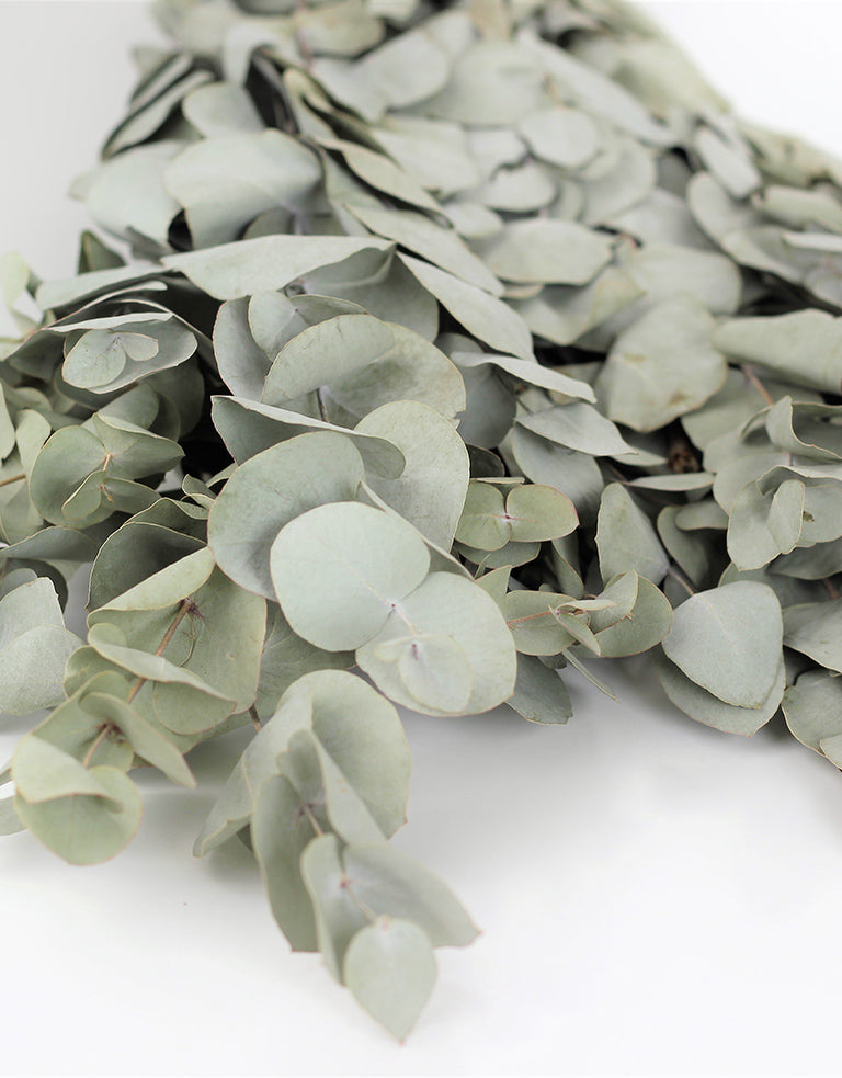 Dried Eucalyptus stems