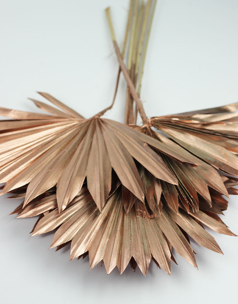 dried palm suns