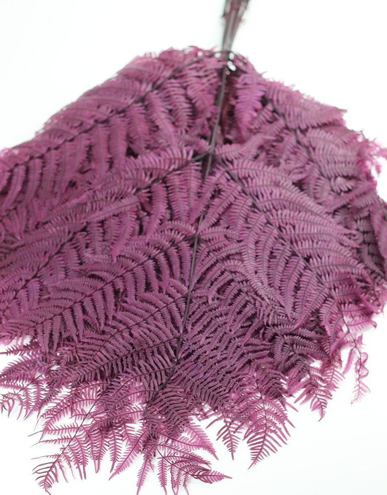 Preserved Bracken Fern Bunch