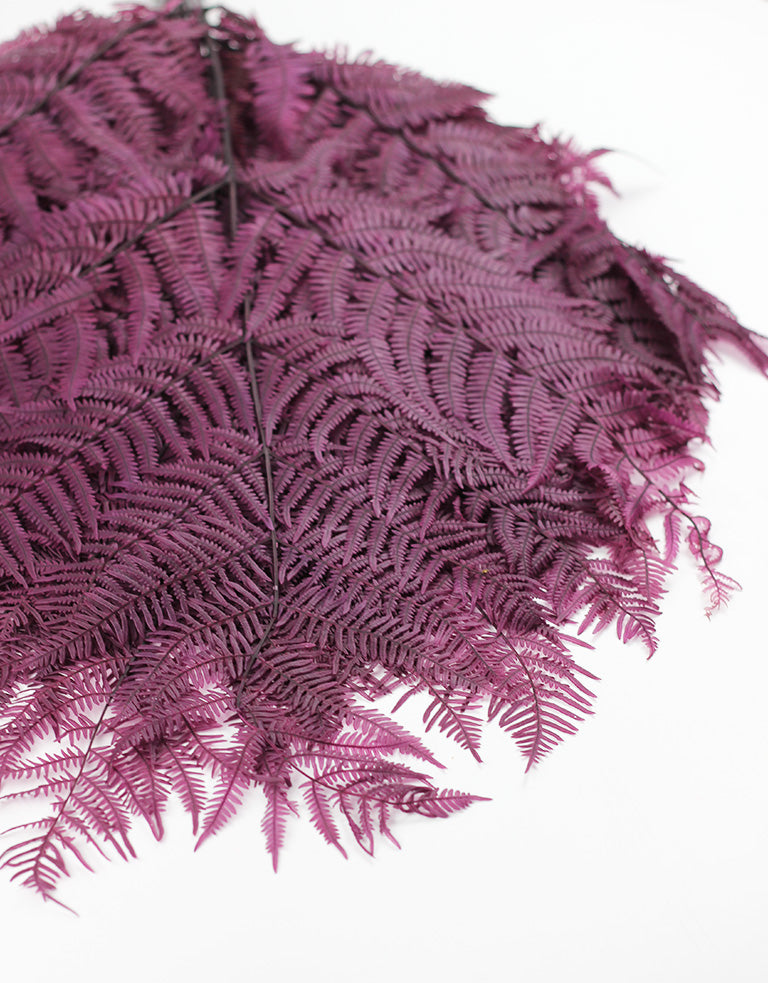 Preserved Fern UK