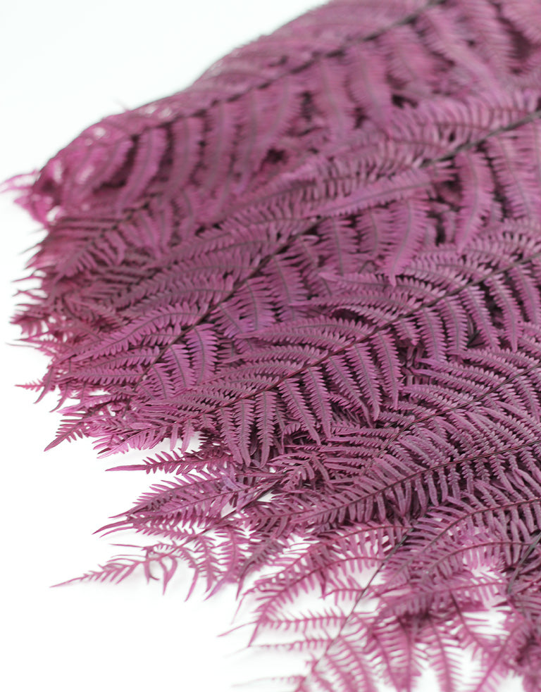 Dried Purple Fern