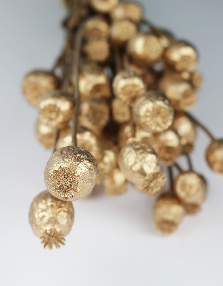 Dried Poppy Bunch UK