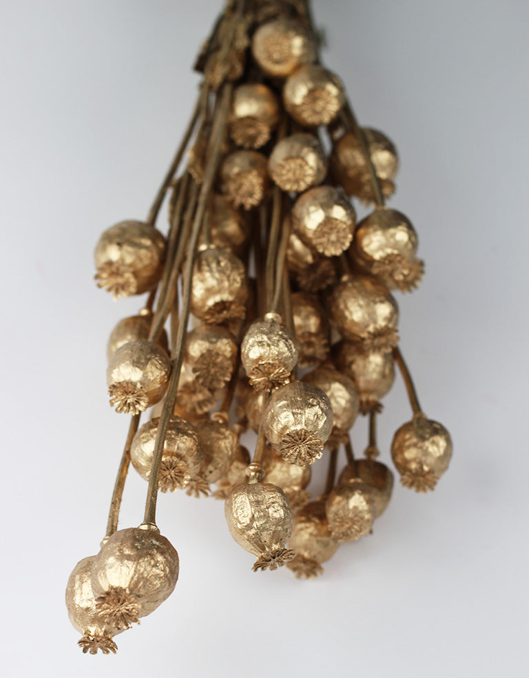 Dried Poppy Bunch,