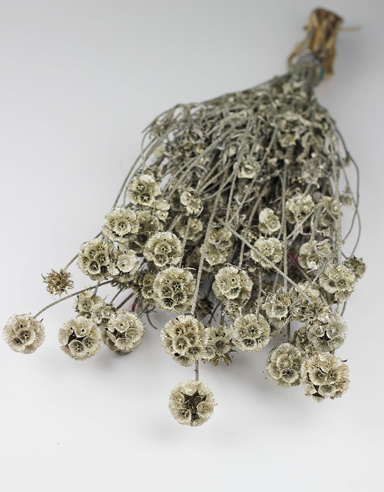 Dried Scabiosa flowers UK
