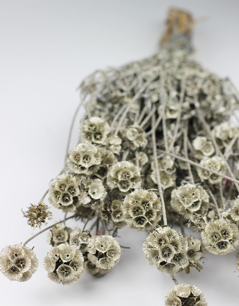 Dried Scabiosa Bunch, Platinum