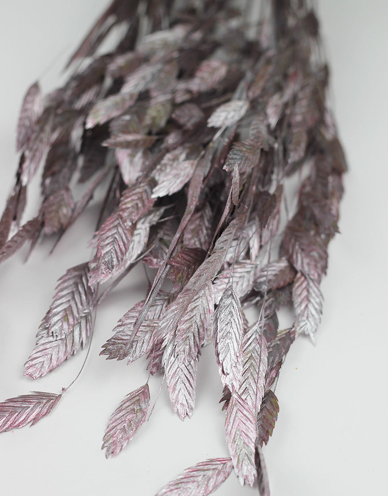 Pink Dried Chasmantium