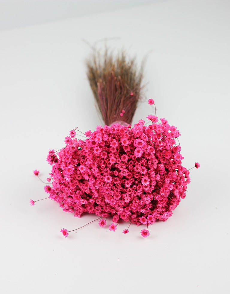 Dried Star Flower Glixia