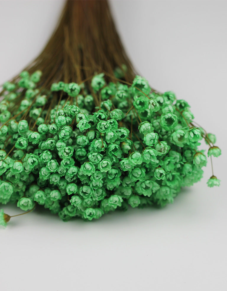 Dried Star Flower Glixia green bunch