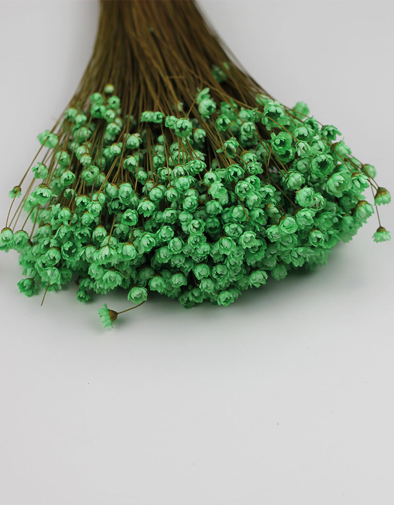 green star flowers UK