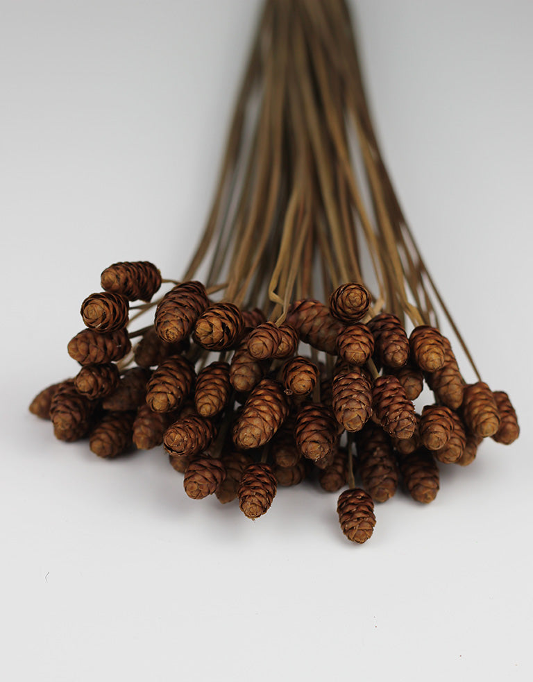 Dried Acacia