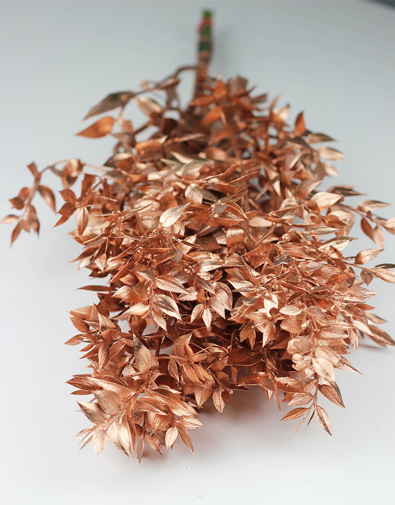 Preserved Ruscus wholesale UK