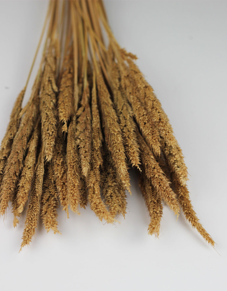 Dried Pinion Grass