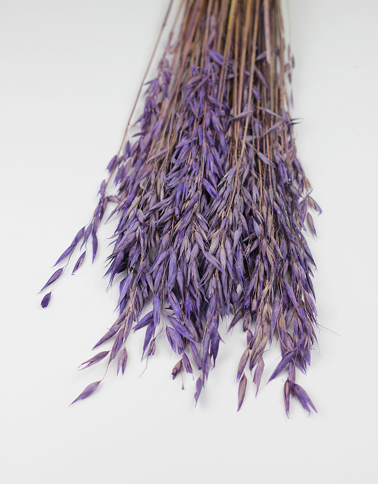 purple Dried Oat Avena Bunch