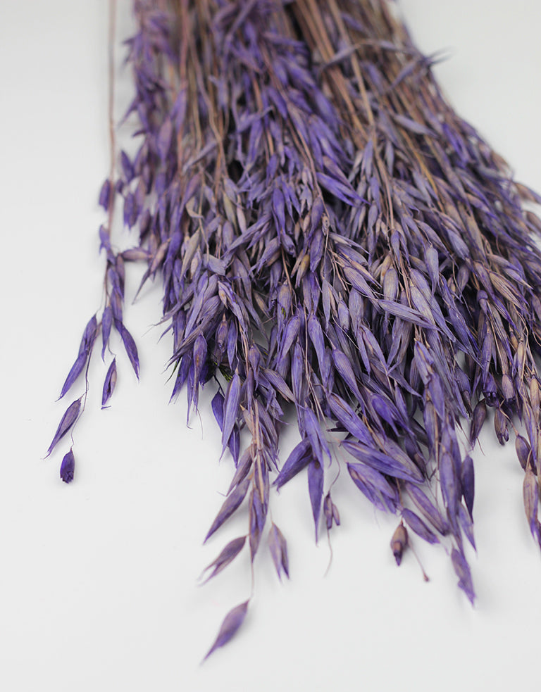 Dried Oat Avena Purple Bunch
