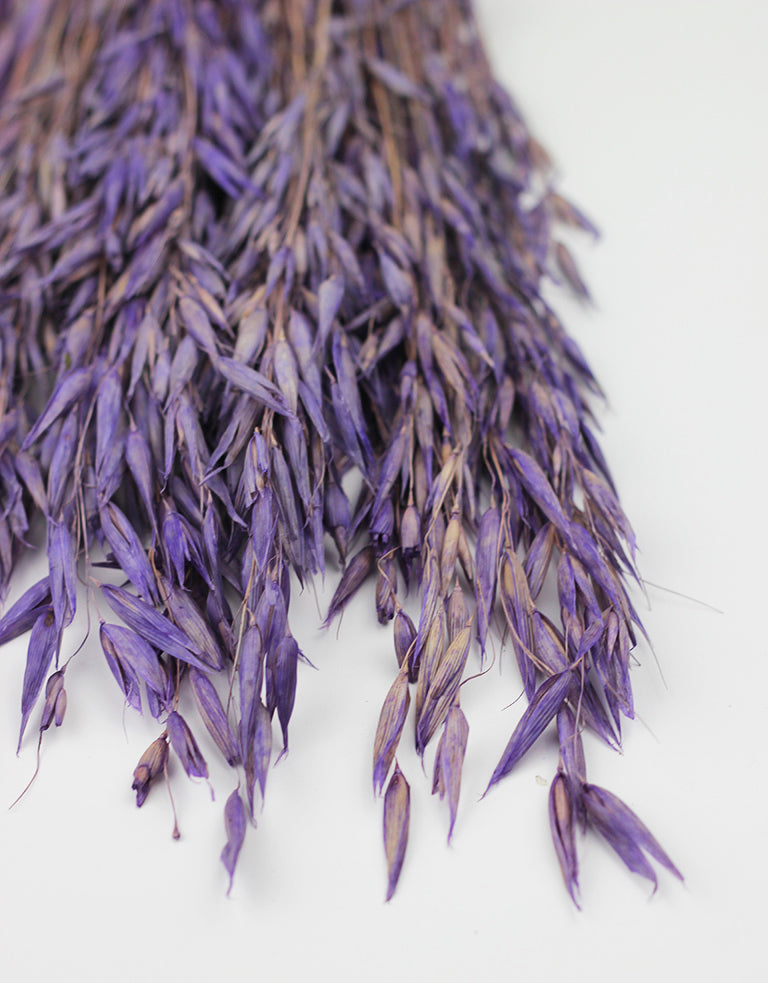 Purple Oat Avena Bunch