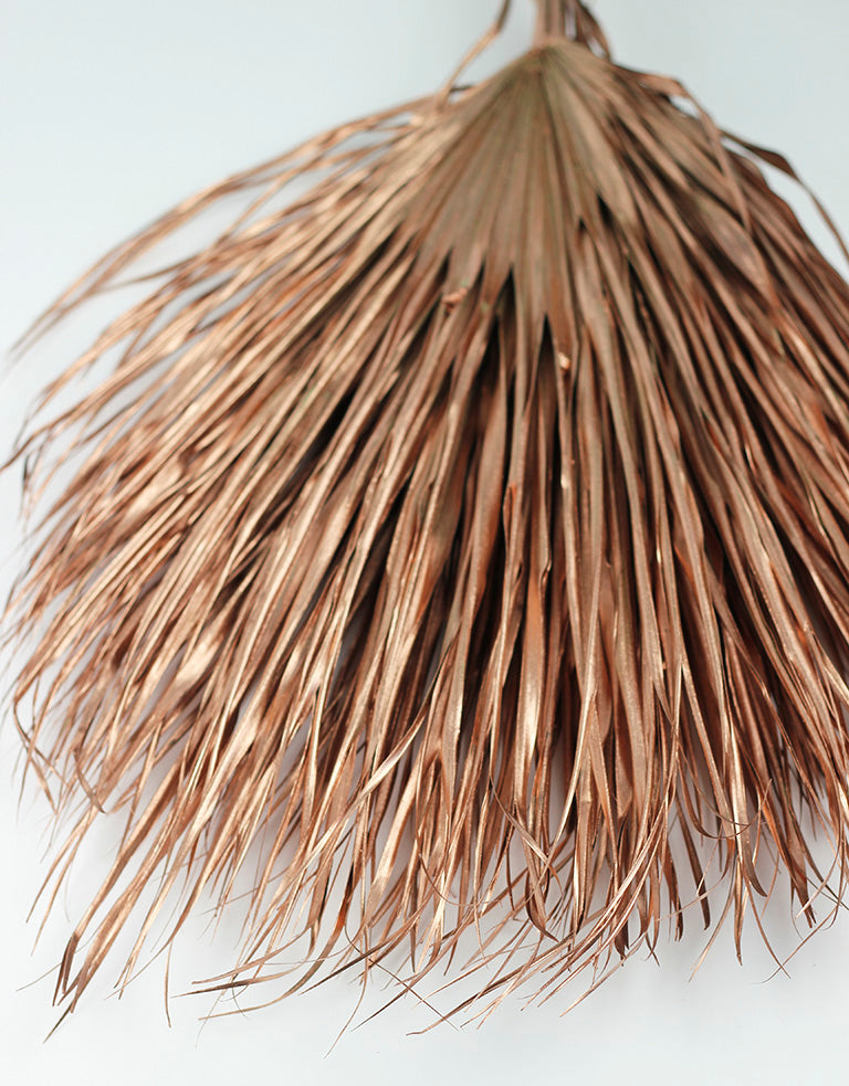 Extra Large Chamaerops