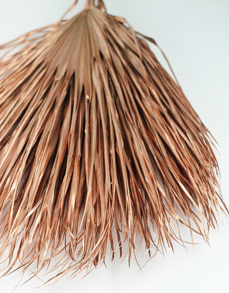 Dried Large Chamaerops UK