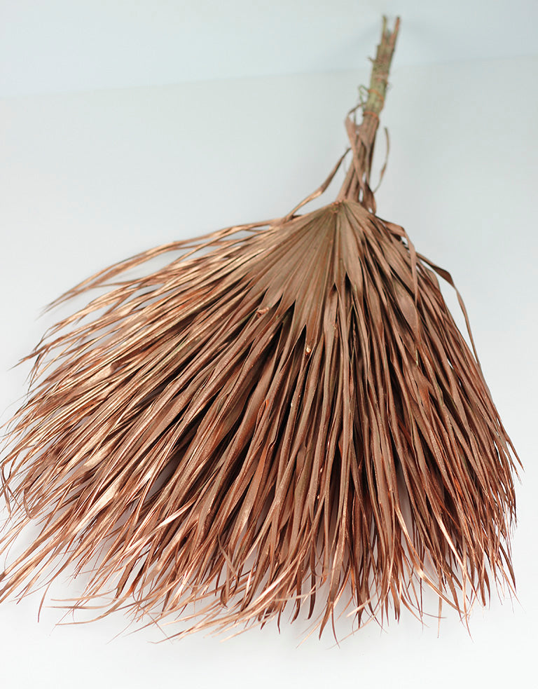 Large Chamaerops Copper bunch