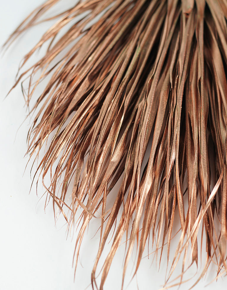 Chamaerops Wholesale