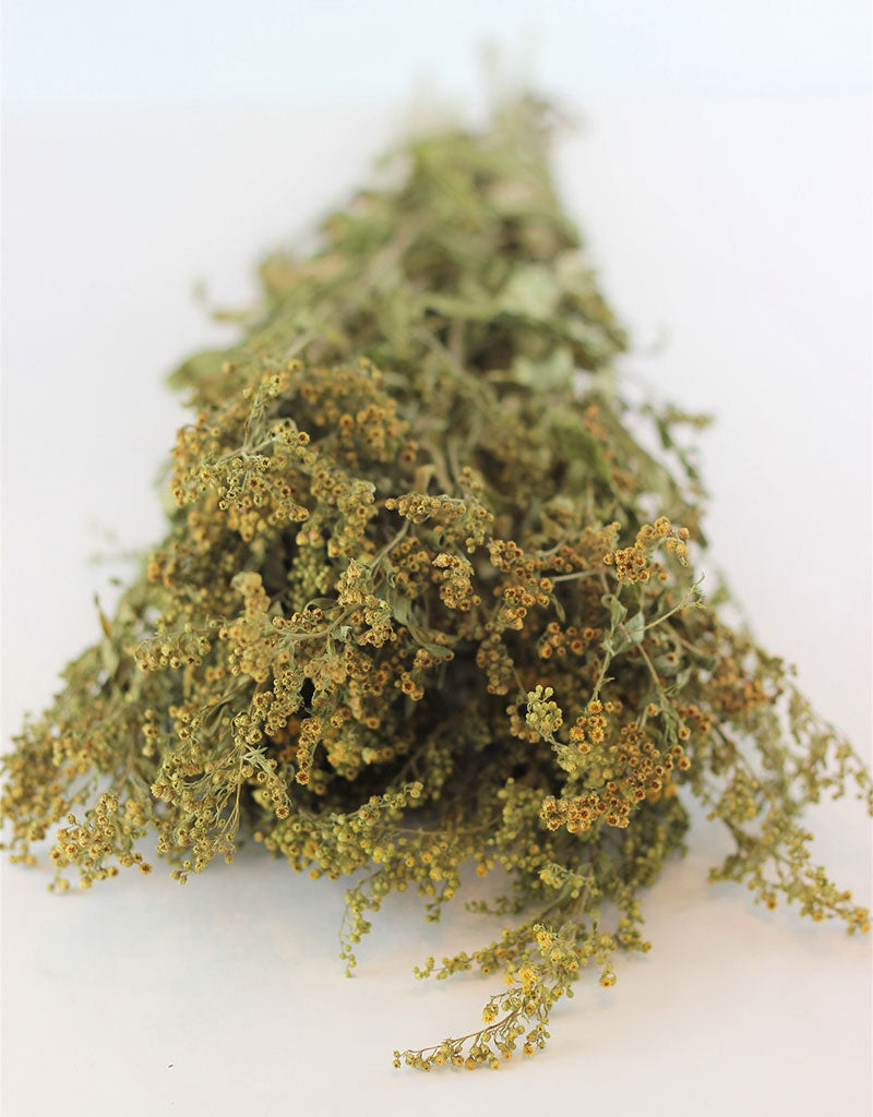 Dried Solidago - Natural Bunch, 10 stems
